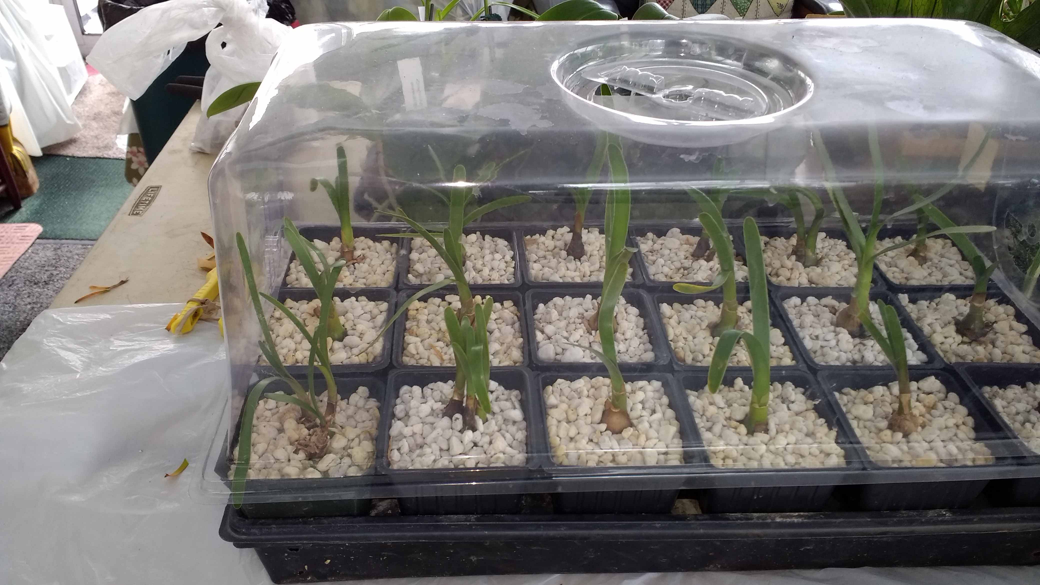 Worsleya in mini-greenhouse